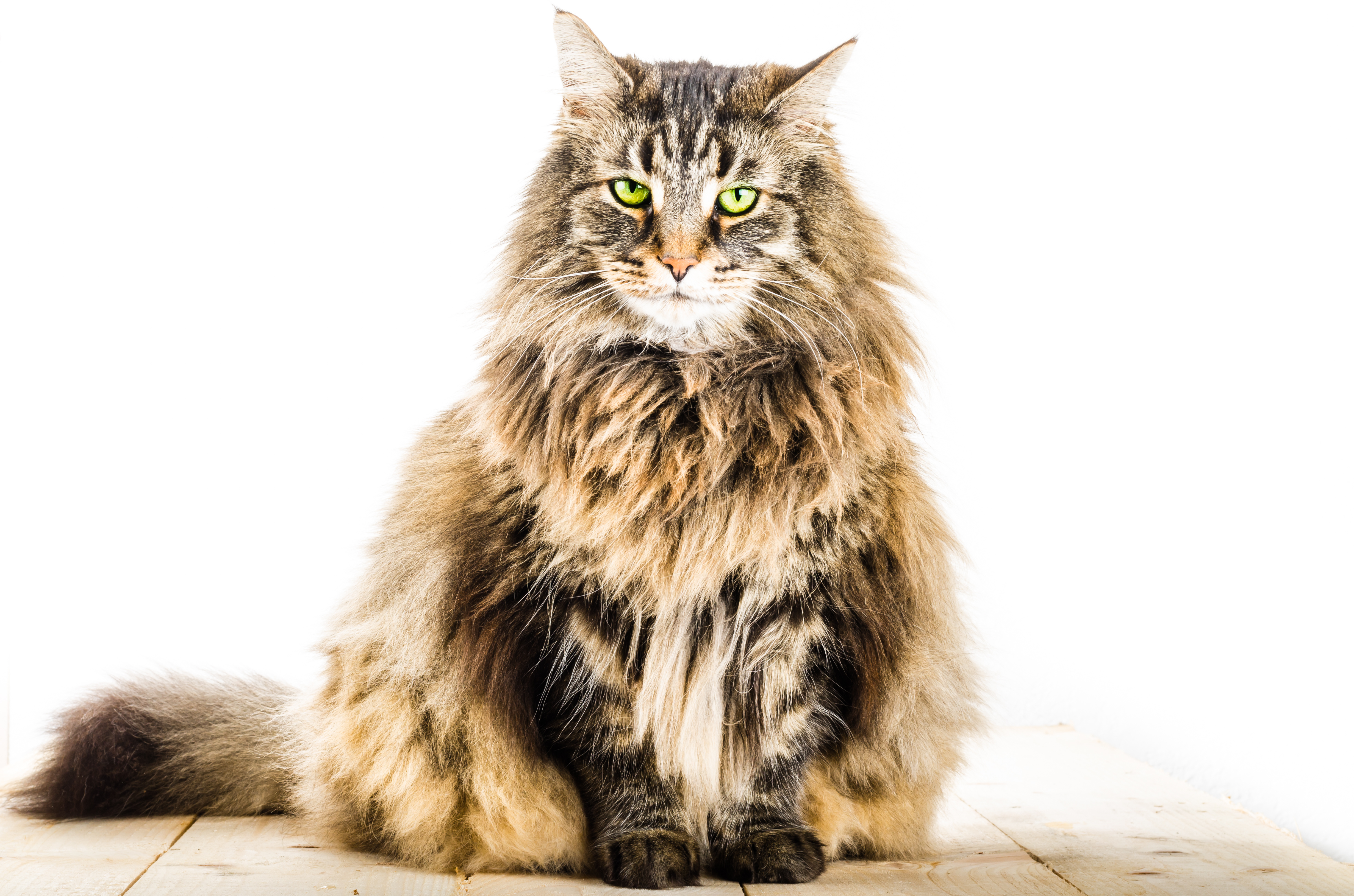 Norwegian Forest Cats Scogkatts, The Pets Of The Vikings